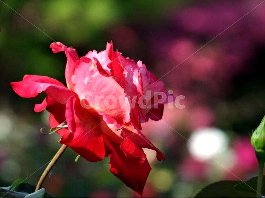 장미,장미꽃,장미화,붉은장미,봄,식물,자연,plants,nature,꽃,flower