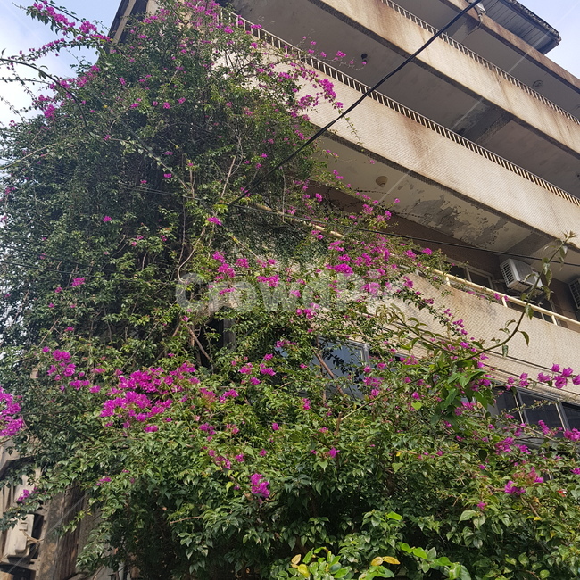 나무,꽃,아파트,길,잎,식물,자연,plants,nature,꽃,flower,건축물,건물외관,exterior,building,structure,architecture,construction