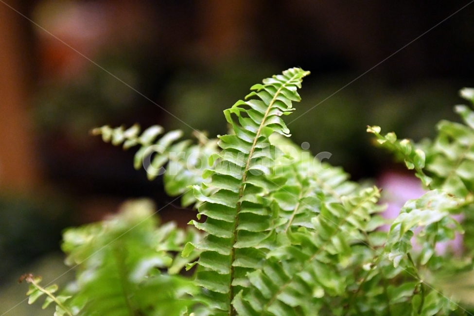 생명,자연,생물,환경,녹색,잎,잎사귀,나뭇잎,물방울,이슬,식물,plants,natrue,식물,자연,plants,nature