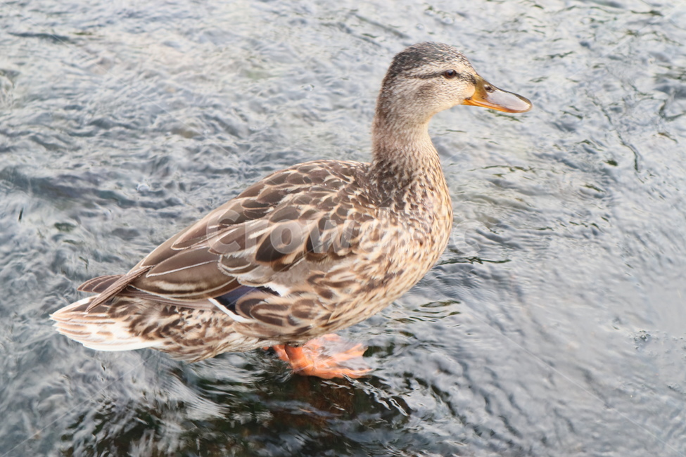 오리,조류,동물,duck,깃털