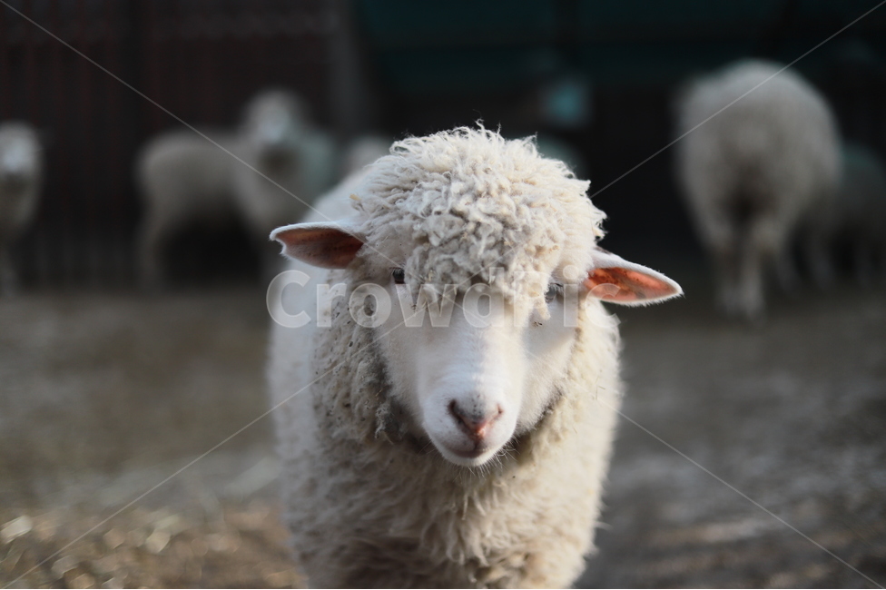 mammal,포유류,animal,동물,sheep,양,목장,어린양,새끼양,포유류,mammal