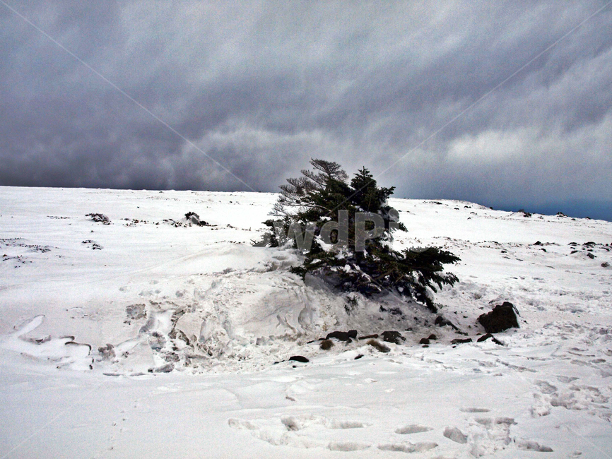 어리목,한라산,제주도,겨울,겨울산,설화,설목,설경,눈,등산,나무,겨울,계절,winter,season,자연,풍경,nature,landscape,outdoors,옥외