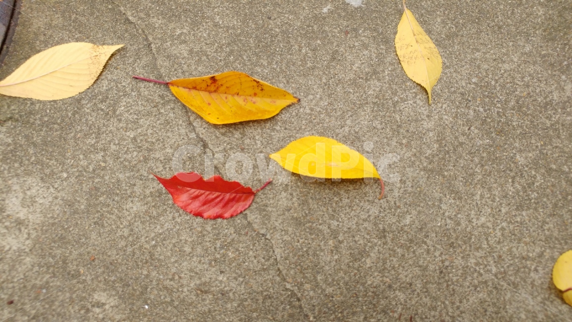 가을,낙엽,칼라,갈색,나뭇잎,가을,계절,fall,autumn,season,leaf,잎,plant,식물,ground,바닥,petal,꽃잎,flower,꽃,blossom