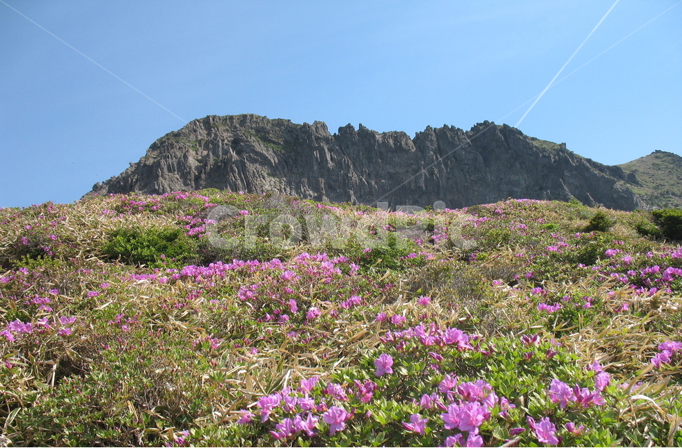 한라산,영실코스,남벽,진달래,봄,봄,계절,spring,season,자연,풍경,nature,landscape,한국자연풍경,한국자연경관,korea nature landscape,제주도,jeju,jeju island,outdoors,옥외