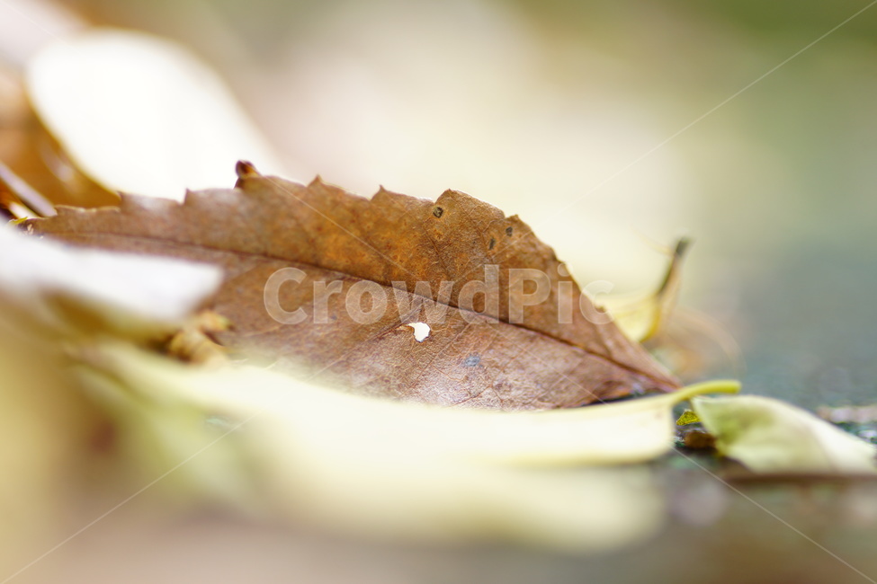 식물,자연,fall,낙옆,가을,잎,가을,계절,fall,autumn,season,식물,자연,plants,nature,plant,leaf