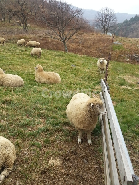 양떼목장,양,동물,잔디,목장