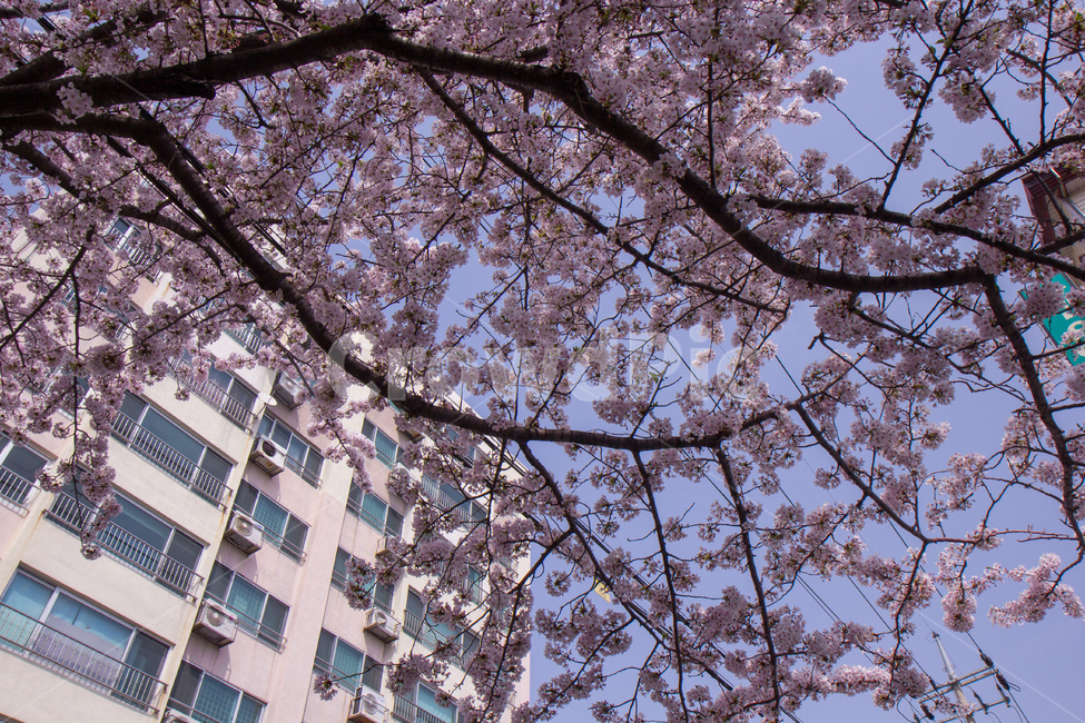 제주도,벚꽃,벚꽃나무,봄,꽃,꽃나무,봄,계절,spring,season,도시,풍경,city,landscape,식물,자연,plants,nature,꽃,flower,plant