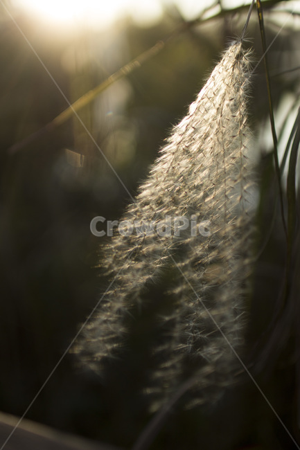 억새,갈대,가을,자연,식물,풍경,식물,자연,plants,nature