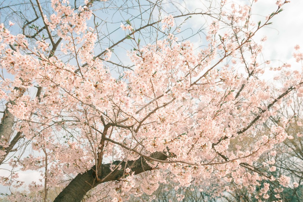 봄,벚꽃,감성,낭만,따뜻함,봄날,여의도,따스함,포근함,4월,식물,자연,plants,nature,꽃,flower,나무,trees,wood