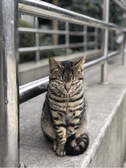 고양이,귀여운,동물,나른한,아웃포커스