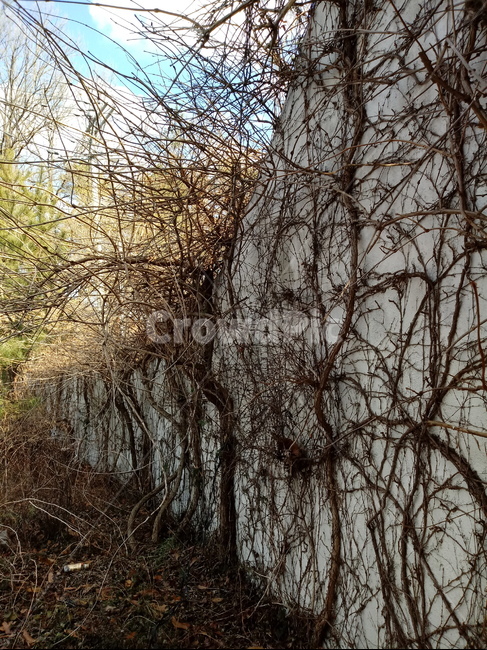 담쟁이넝쿨,벽,식물,plant,포도과,널,넝쿨식물,식물,자연,plants,nature