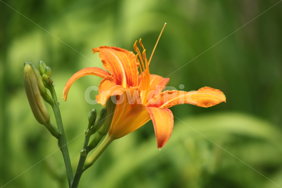 원추리,꽃,원추리꽃,여름,daylily,백합과