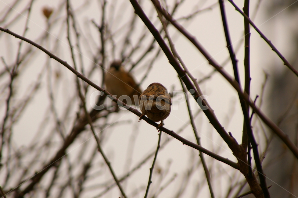 조류,참새,bird,새,animal,동물,sparrow,조류,새,birds