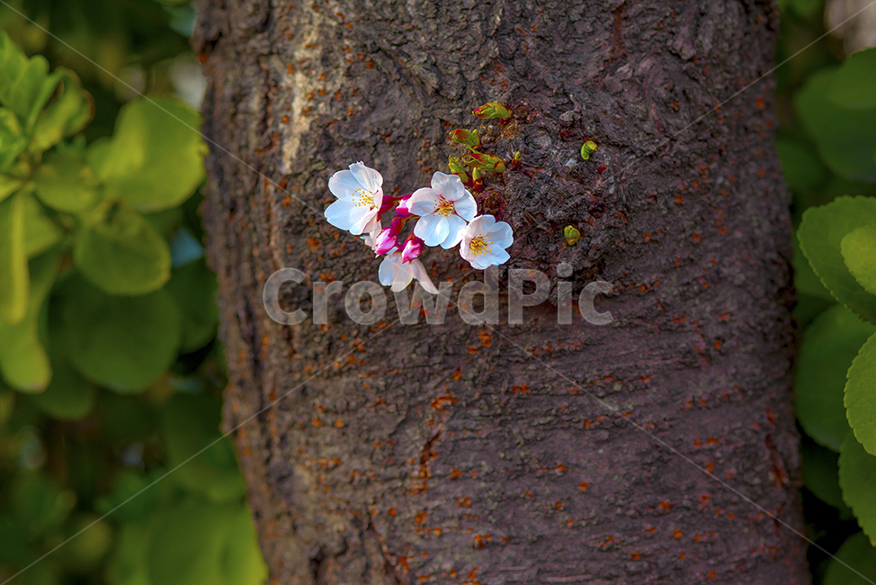 벚꽃,cherryblossom,꽃,flower,봄꽃,봄,계절,spring,season,식물,자연,plants,nature,꽃,flower,plant