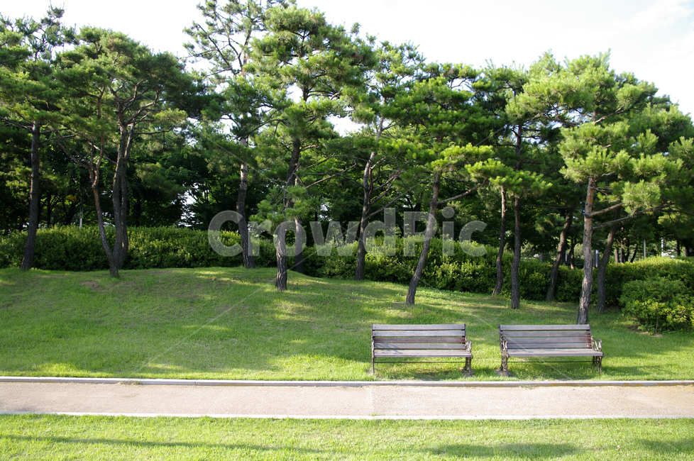 소나무,식물,신록,나무,의자,초록,자연,풍경,nature,landscape,bench,벤치,plant,grass,잔디