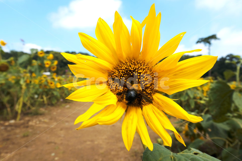 꽃,식물,해바라기,접사,plant,flower,sunflower,closeup,yellow,식물,자연,plants,nature,꽃,flower