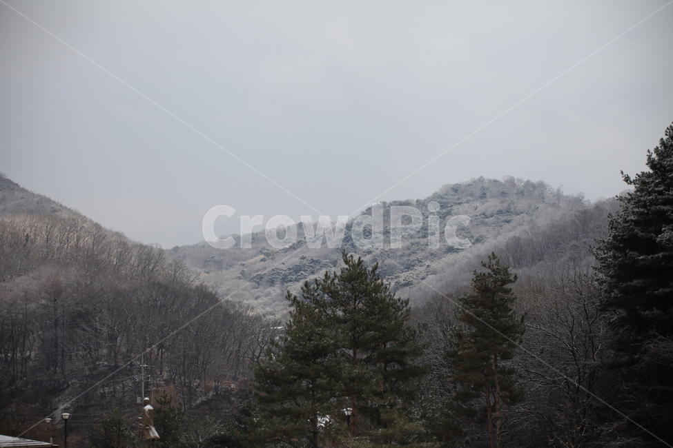 자연풍경,설산,겨울,풍경,plant,식물,tree,나무,계절