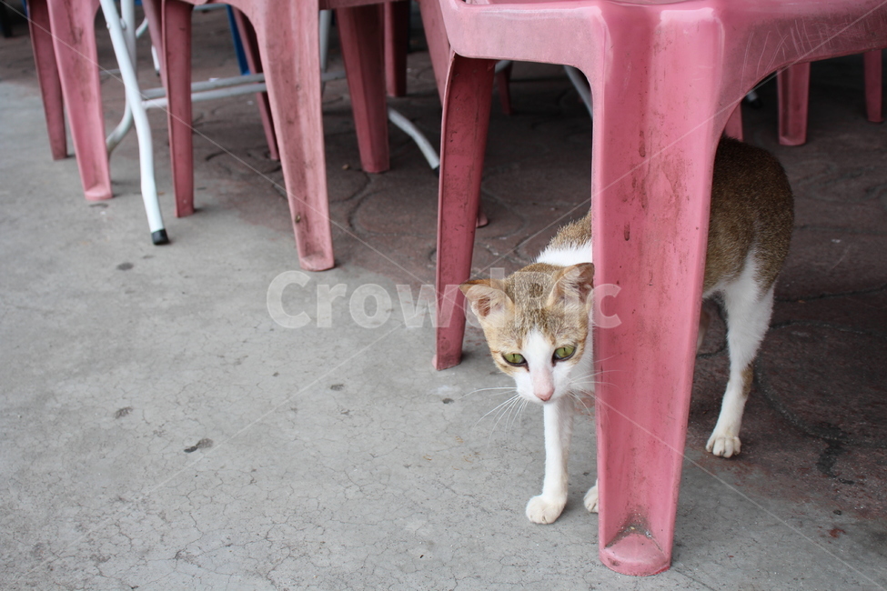 고양이,길고양이,동물,cat,longcat,animal