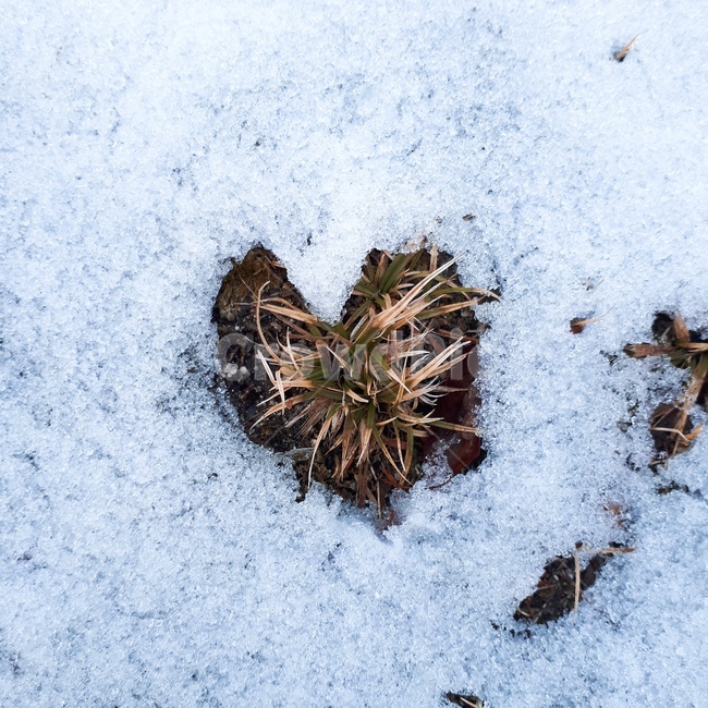 눈,하트,사랑,잔디,겨울,겨울,계절,winter,season
