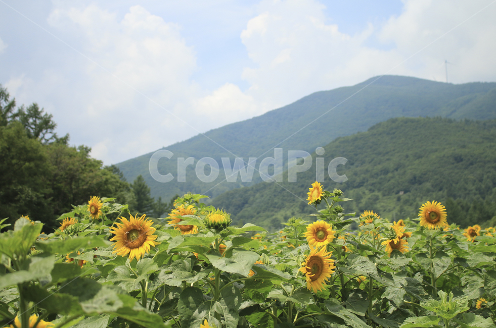 plant,식물,blossom,flower,꽃,sunflower,해바라기,밭,해바라기밭,들판,노란,초록,노랑,yellow,green