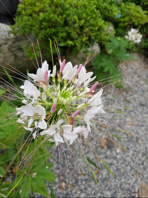 plant,식물,꽃,여름꽃,여름