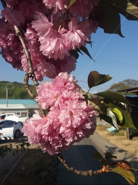 핑크색,겹벚꽃,벚꽃,봄날,화사함