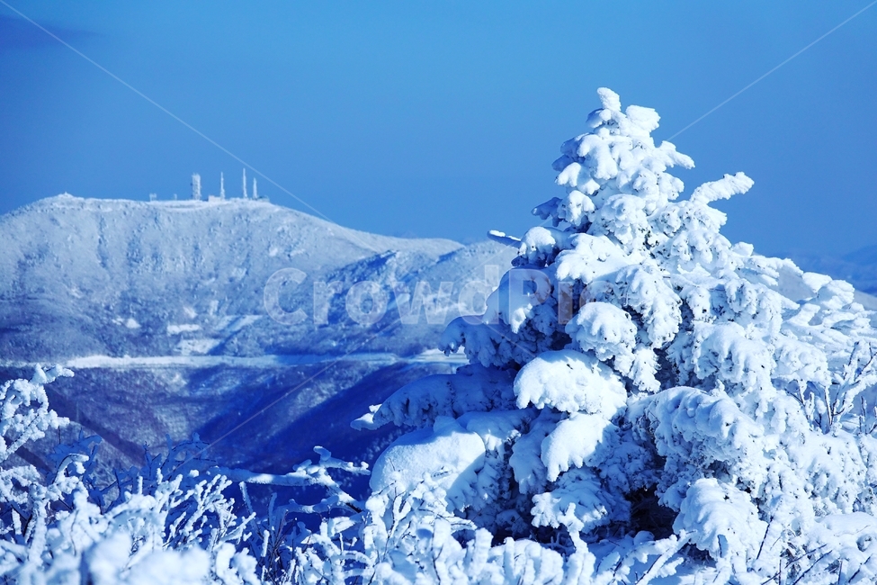 태백산,국립공원,설경,겨울,나무,주목,함백산,폭설,상고대,하늘,겨울,계절,winter,season