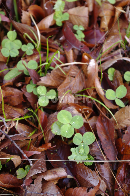 새싹,식물,plant,자연,nature,계절,봄,spring,식물,자연,plants,nature