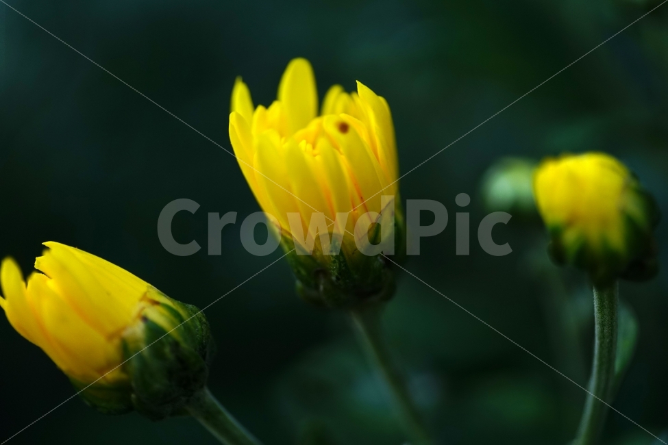 소국,국화,작은국화,꽃,꽃사진,플라워,flower,flowers,식물,자연,nature,노란,노랑,노란색,노랑색,노란꽃,노랑꽃,가을,여름,여름꽃,감성,감성사진,힐링,힐링사진,예쁜,예쁘다,아름다운,아름답다,접사,macro,꽃봉오리,분위기,느낌,feel,feeling,화려한,화려하다,화사한,화사하다,밝은,밝다,Chrysanthemum,flowerbuds,bud,한국의자연,식물,자연,plants,nature,꽃,flower,감성,sensible,feeling