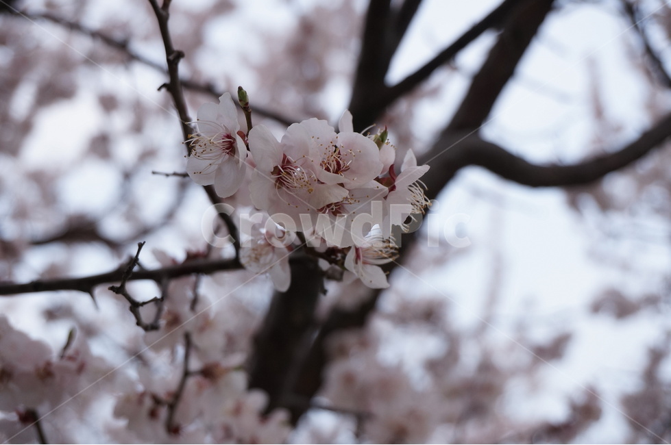 벚꽃,벚꽃나무,벚꽃잎,봄꽃,벚나무,봄,계절,spring,season,식물,자연,plants,nature,꽃,flower,plant,blossom