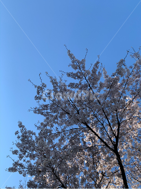 tree,나무,벚꽃,cherry,blossom,하늘,sky,blue,dawn,새벽