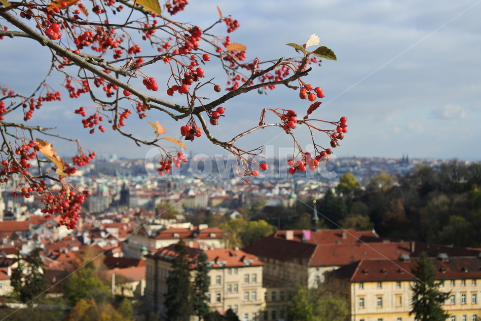 나뭇가지,열매,프라하,체코,도시,마을,cityview,높은곳,praha,유럽도시,유럽마을,체코마을,가을,fall,autumn