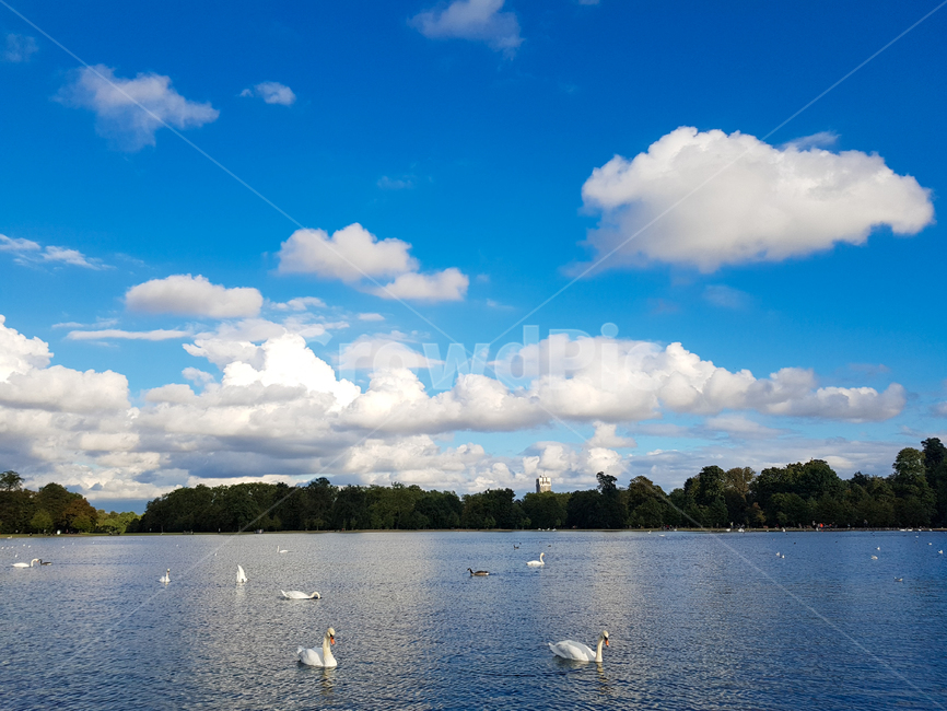 공원,화창한,자연,구름,호수,sunny,background,nature,lake,백조,swan,배경화면,휴식,힐링,자연,풍경,nature,landscape,weather,날씨,outdoors,옥외,cumulus,적운,sky,하늘,cloud,water,물