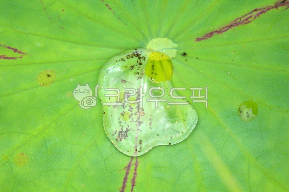 식물, plant, 잎, leaf, 연잎, 사진,이미지,일러스트,캘리그라피 - benjamin작가
