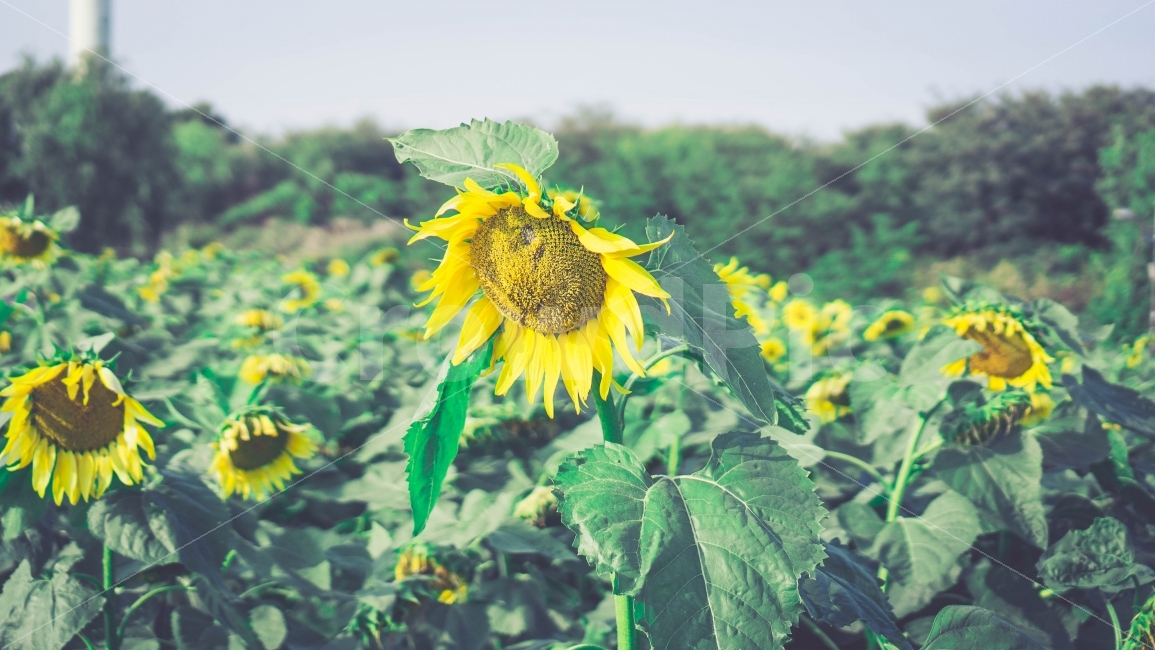 자연,풍경,해바라기,꽃,공원,식물,자연,plants,nature,꽃,flower,감성,sensible,feeling