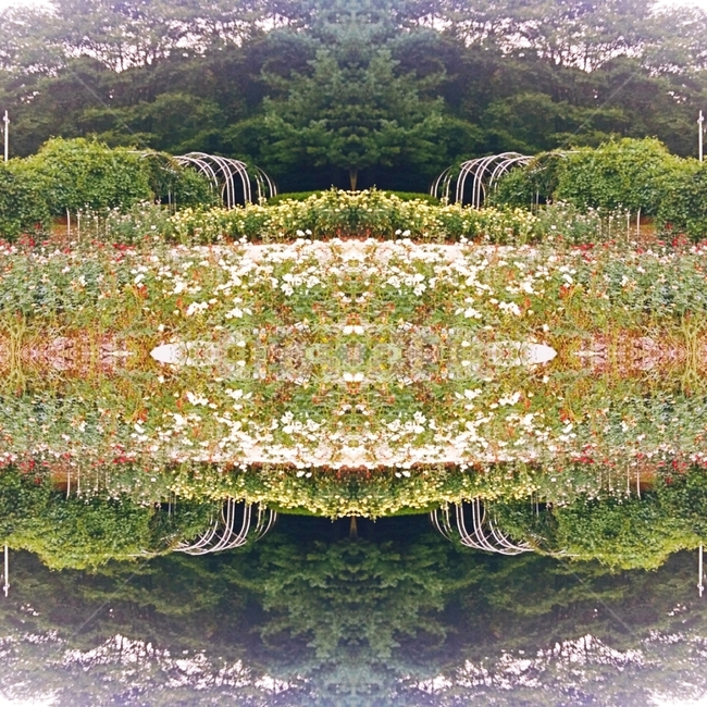 꽃,연못,자연,나무,three,자연,풍경,nature,landscape,outdoors,옥외,land,땅,vegetation,초목,plant,식물