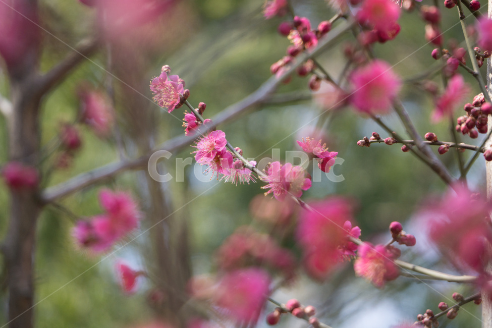 홈매화,봄날,봉은사,감성사진,스냅,봄,계절,springseason,식물,자연,plants,nature,꽃,flower,봄,계절,spring,season,식물,자연,plants,nature,꽃,flower,plant