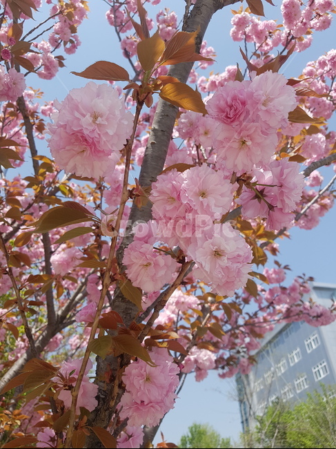 겹벚꽃,하늘,핑크,분홍,봄,봄,계절,spring,season,식물,자연,plants,nature,꽃,flower,plant,blossom