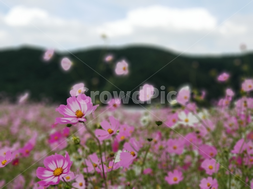 코스모스,가을,꽃,flower,하동북천,북천코스모스축제,가을축제,자연,나들이,가을,계절,fall,autumn,season,식물,자연,plants,nature,꽃,flower,plant,petal,꽃잎,blossom,geranium,제라늄