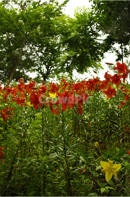 백합,꽃,식물,flower,color,nature,자연,식물,자연,plants,nature,꽃,flower