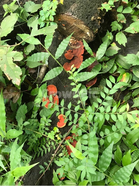 버섯,mushroom,식물,plants,자연,nature,버섯,mushroom