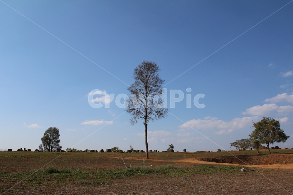 나무,tree,fall,가을,가을나무,falltree
