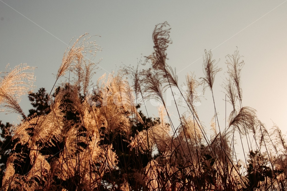 가을,갈대,감성,계절,쓸쓸한,아련한,가을,계절,fall,autumn,season,grass,잔디,plant,식물,lawn,reed