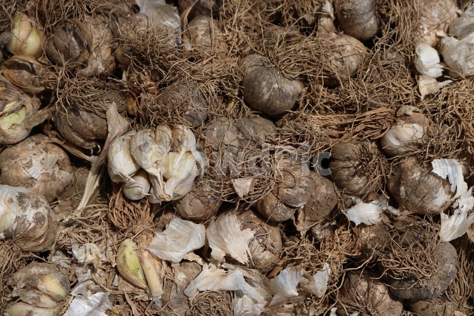 마늘,야채,채소,식물,garlic,ninniku,vegetable,yasai,plants,뿌리야채,음식,식재료,요리,food,cook,meal,dishes,food reserves,채소,야채,vegetables