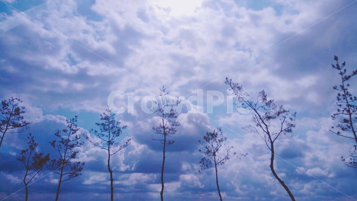 나무,하늘,몽환,자연,자언,cloud,sky,wood