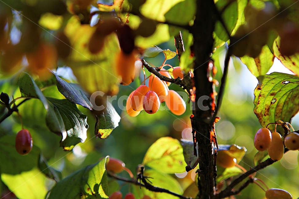 산수유,수유,약용,열매,붉은색,식물,자연,음식,식재료,먹거리,과일,열매,fruit