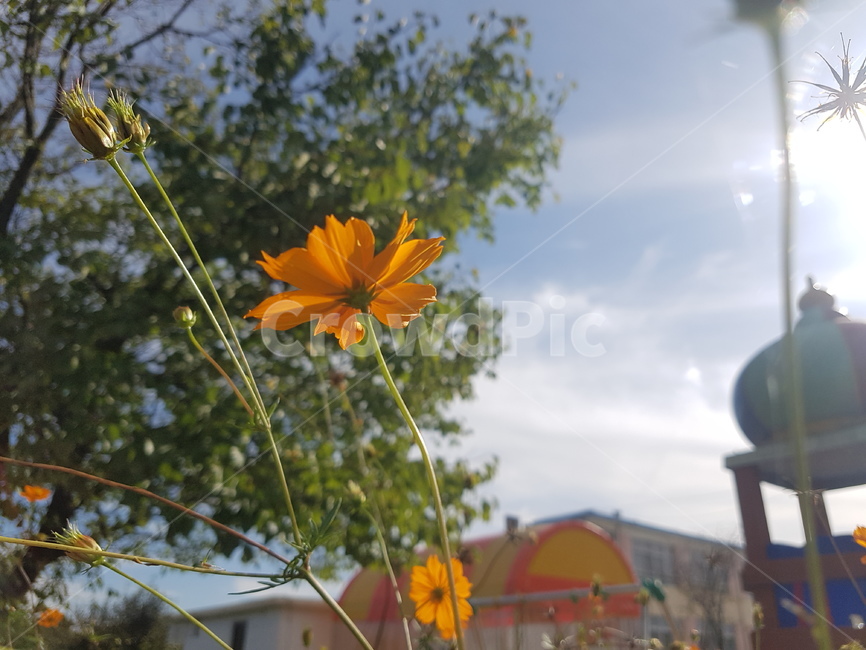 plant,식물,주황,해,맑은하늘,하늘,맑음,노랑,꽃,자연,식물,자연,plants,nature,꽃,flower