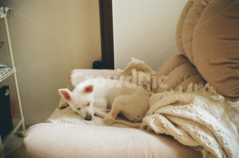 반려견,강아지,동물,잠자는강아지,리클라이너,1인용소파,동물,animal,포유류,mammal,개,강아지,dog,doggy