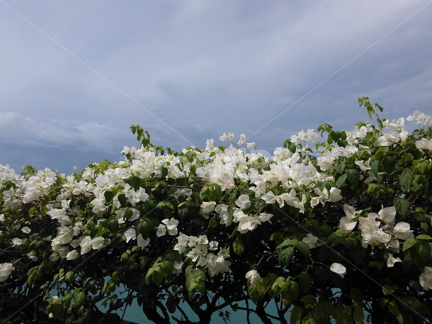 꽃,바다,하늘,자연,바닷가,동남아,필리핀,꽃,flower