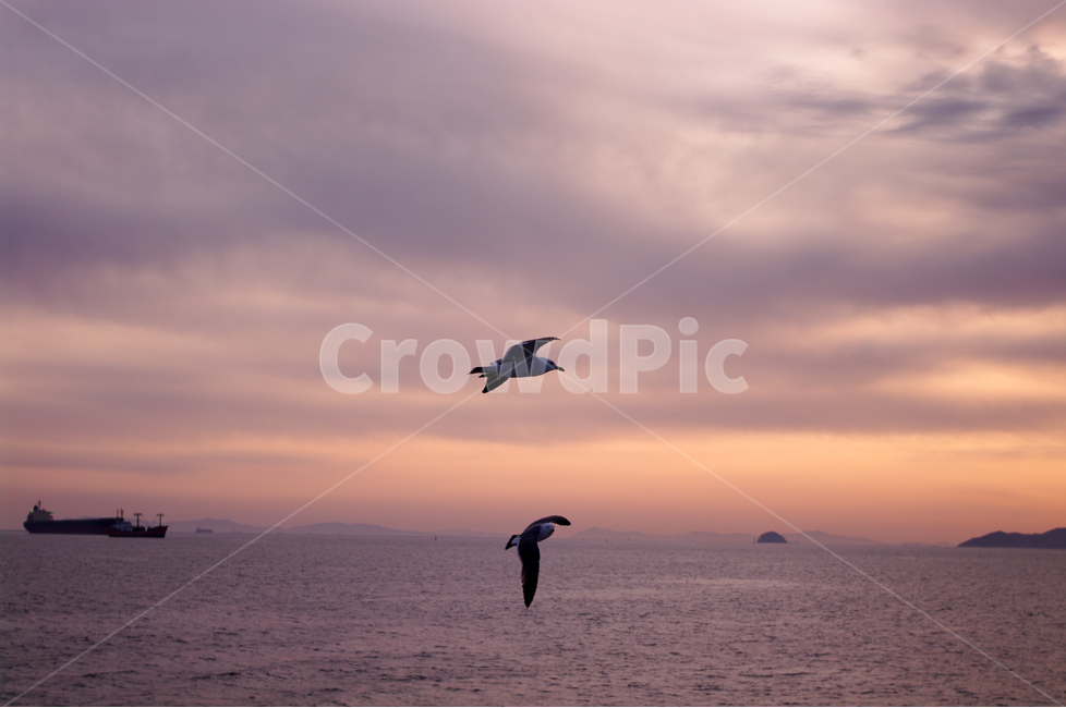 노을,석양,바다,하늘,섬,서해,한국,구름,풍경,풍광,자연,nature,landscape,갈매기,새,동물,animal,조류,새,birds
